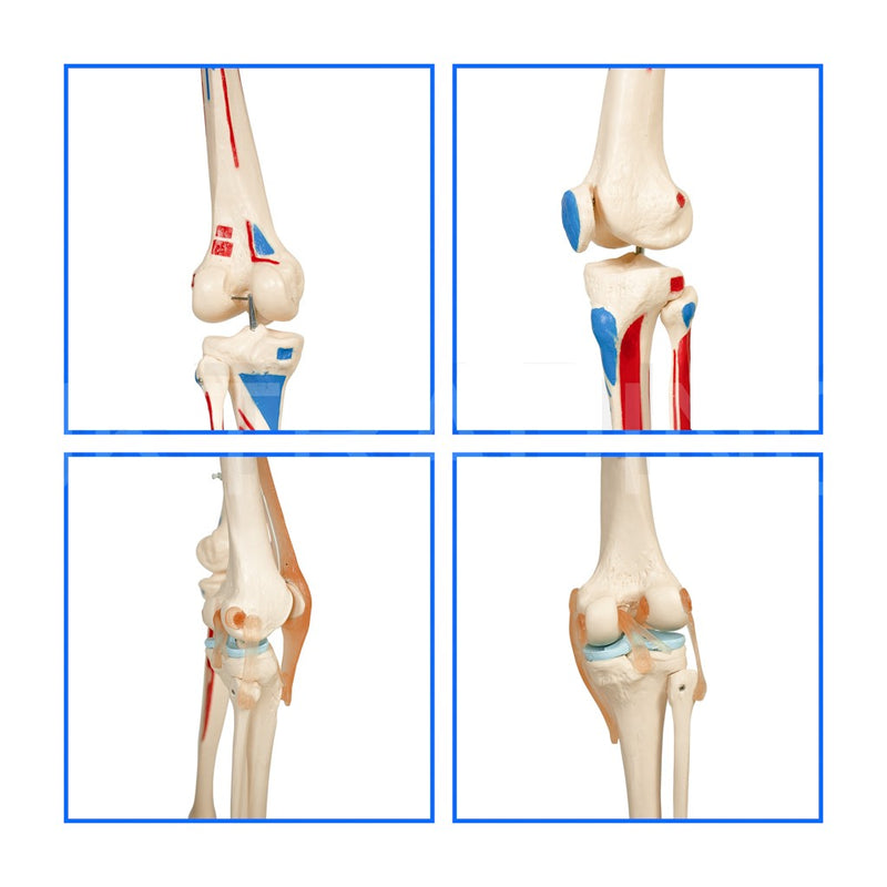 Life Size Skeleton With Painted Muscles And Ligaments-180cm On Roller Stand