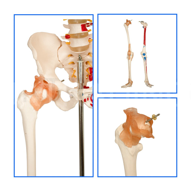 180CM SKELETON WITH MUSCLES & LIGAMENTS