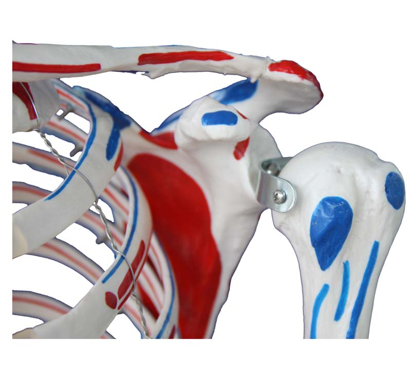 180CM SKELETON WITH MUSCLES & LIGAMENTS