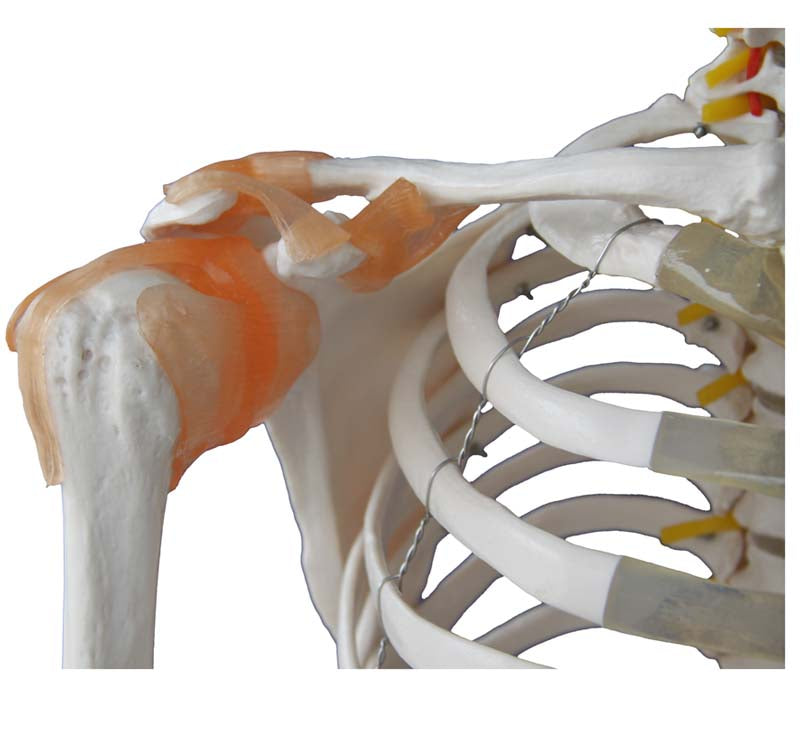 180CM SKELETON WITH MUSCLES & LIGAMENTS