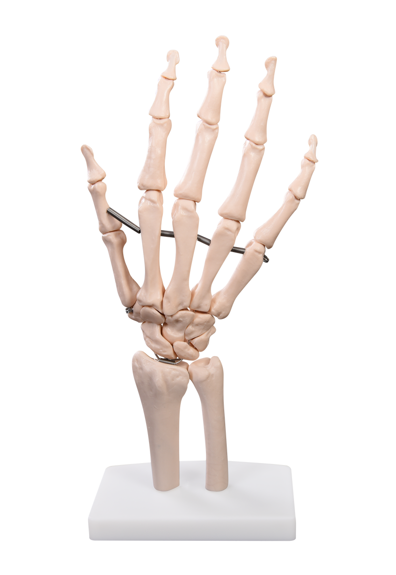 Life-Size Hand Joint Skeleton Model