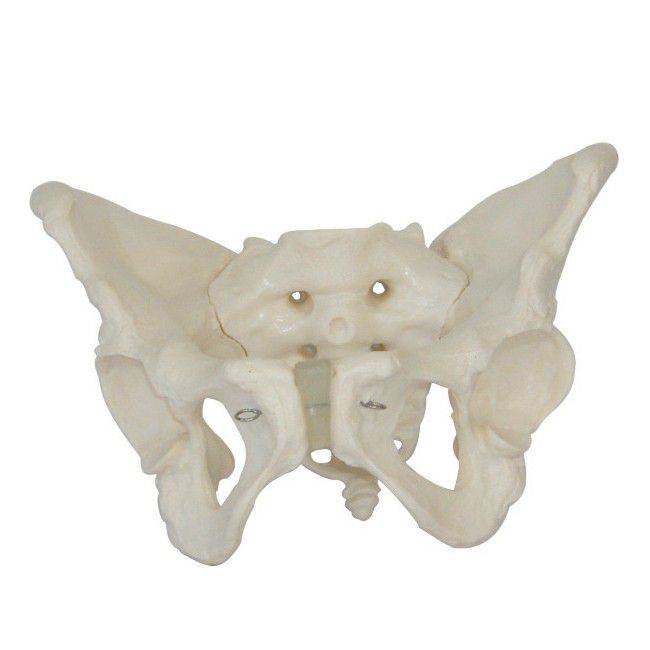 Human: Male Pelvis Skeleton Model